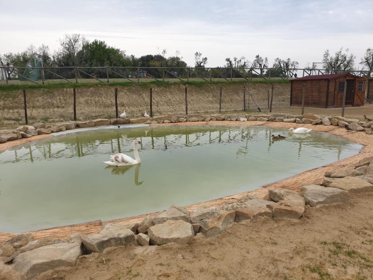 Agriturismo Colleoli Farm stay