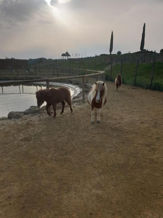 Colleoli Farm stay Palaia